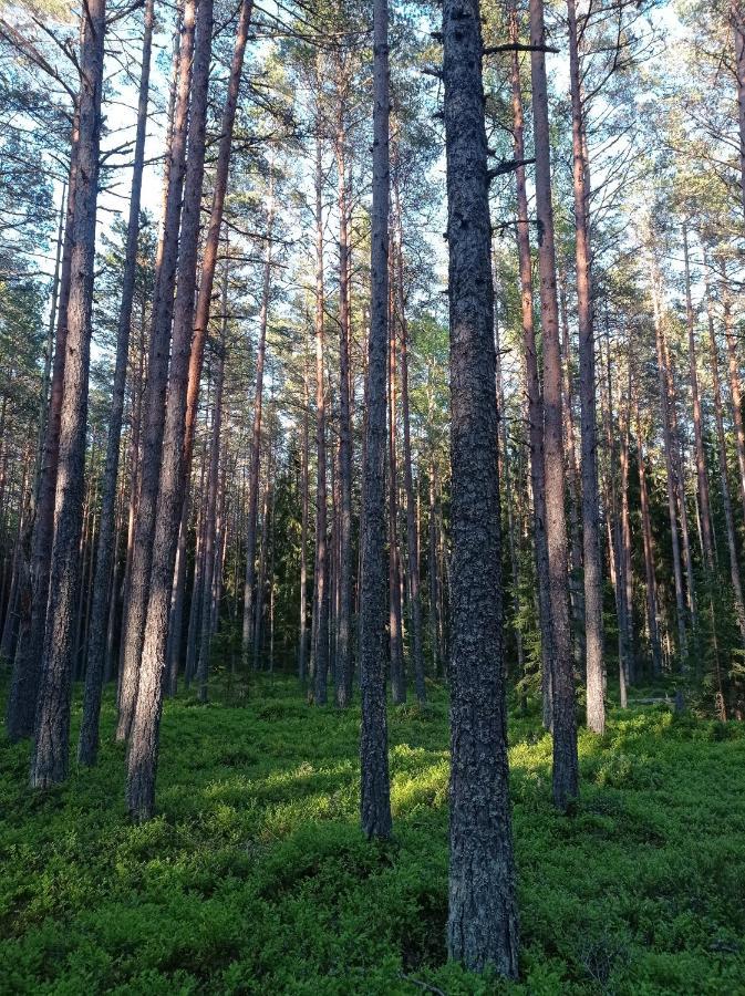Toomarahva Farmstay Altja Exteriör bild